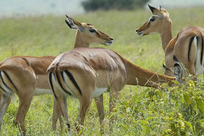 Arusha National Park Day Trip - The people behind the guiding service
