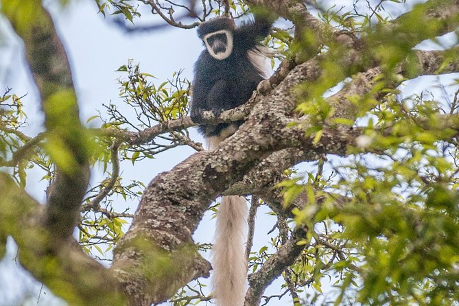 Arusha National Park Day Trip - Walking through the forest with a ranger