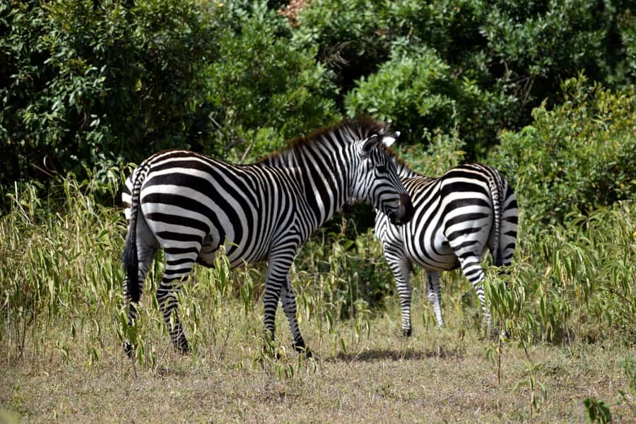 Arusha National Park Full-Day Safari - Morning game drive through forest and grassland