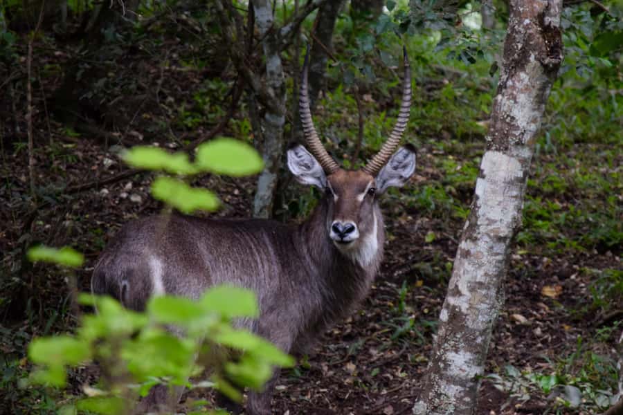 Arusha National Park Full-Day Safari - The afternoon drive and the famous fig tree