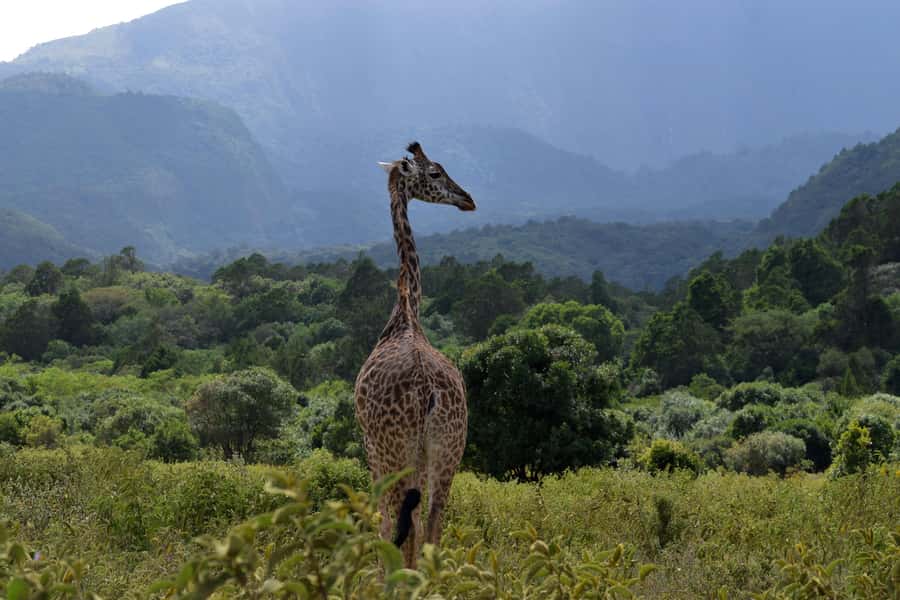 Arusha National Park Full-Day Safari - How the wildlife compares with bigger safari parks