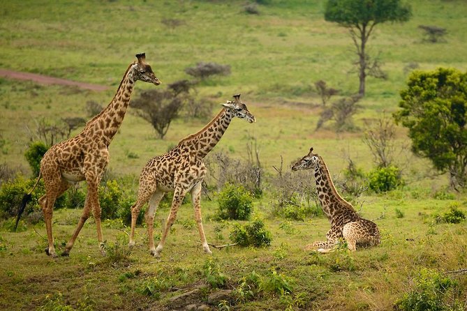 Arusha National Park Guided Day Tour from Arusha - Why Arusha National Park makes a good first safari day