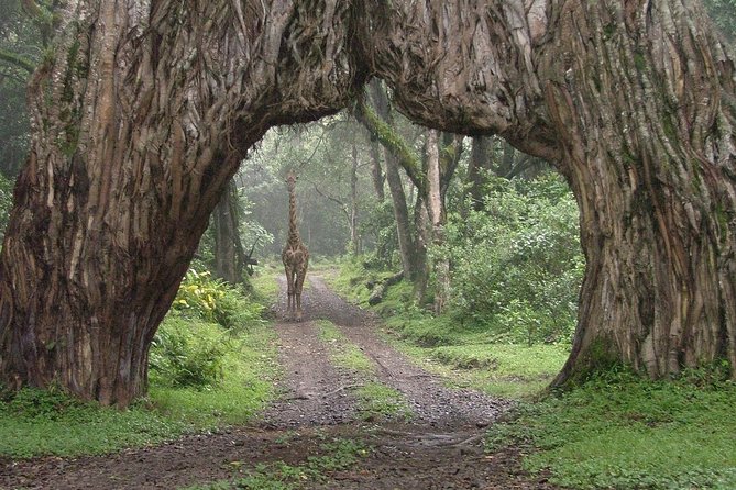 Arusha National Park Guided Day Tour from Arusha - Walking beneath Mount Meru with a ranger