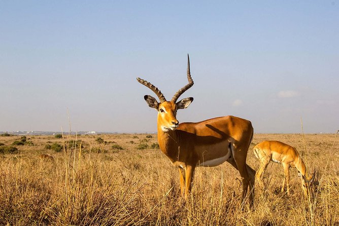 Arusha National Park Guided Day Tour from Arusha - Momella Lakes and the optional picnic