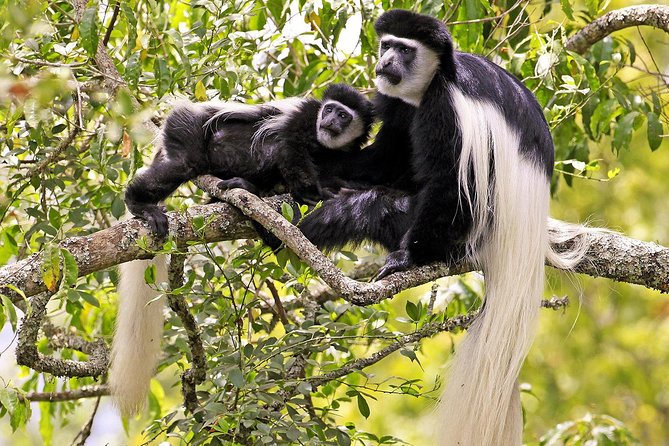 Arusha National Park Guided Day Tour from Arusha - Who will get the most from this day