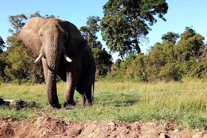 Arusha National Park Half Day Tour - Early morning or midday: which start is better?