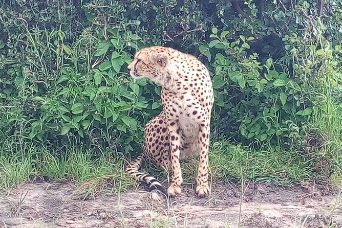 Arusha National Park Half Day Tour - Is $197.31 per person a fair price?
