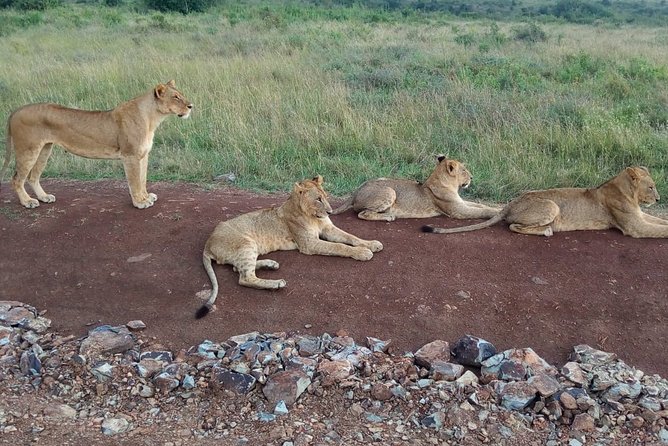 Arusha National Park Half Day Tour - The 40-minute ride to the park