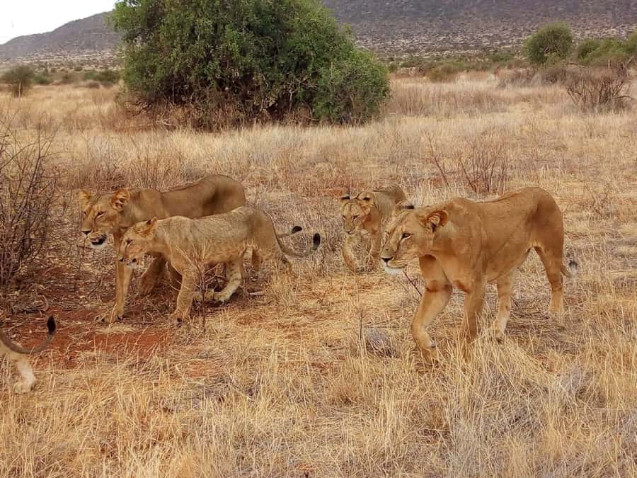 Arusha National Park: Private Jeep Tour - Languages, comfort, and practical preparation