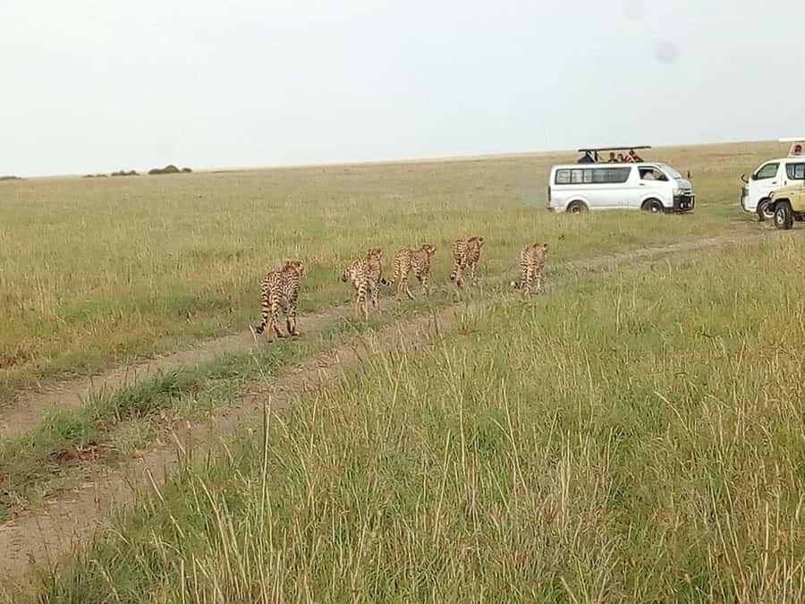 Arusha National Park: Private Jeep Tour - Giraffes, zebras, monkeys, and the usual animal sightings
