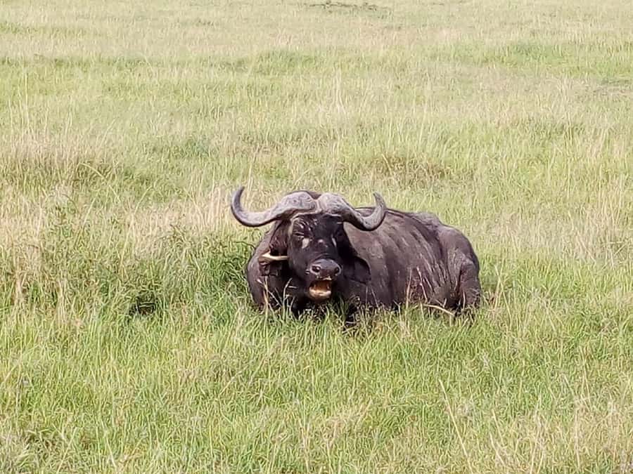 Arusha National Park: Private Jeep Tour - Forest birds and a different side of the park