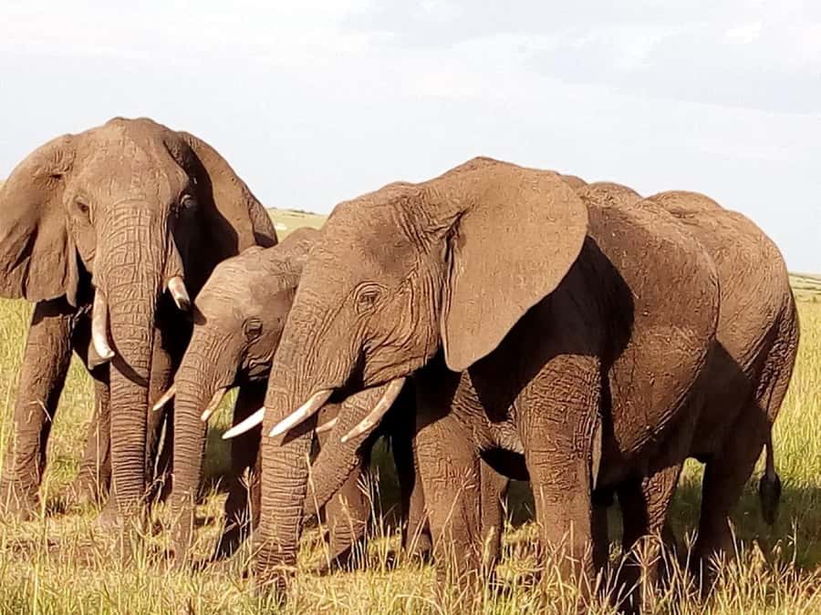 Arusha National Park: Private Jeep Tour - The views, including a possible Kilimanjaro sighting