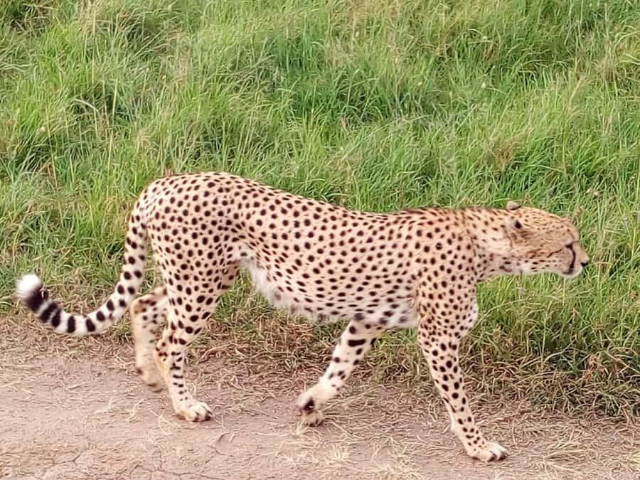 Arusha National Park: Private Jeep Tour - What the $200 price really covers
