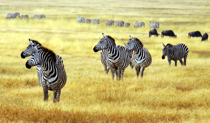Arusha National Park Safari by Jeep - Key points to know before you go