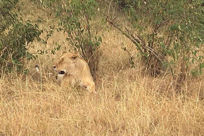 Arusha National Park Safari by Jeep - What the private format is worth
