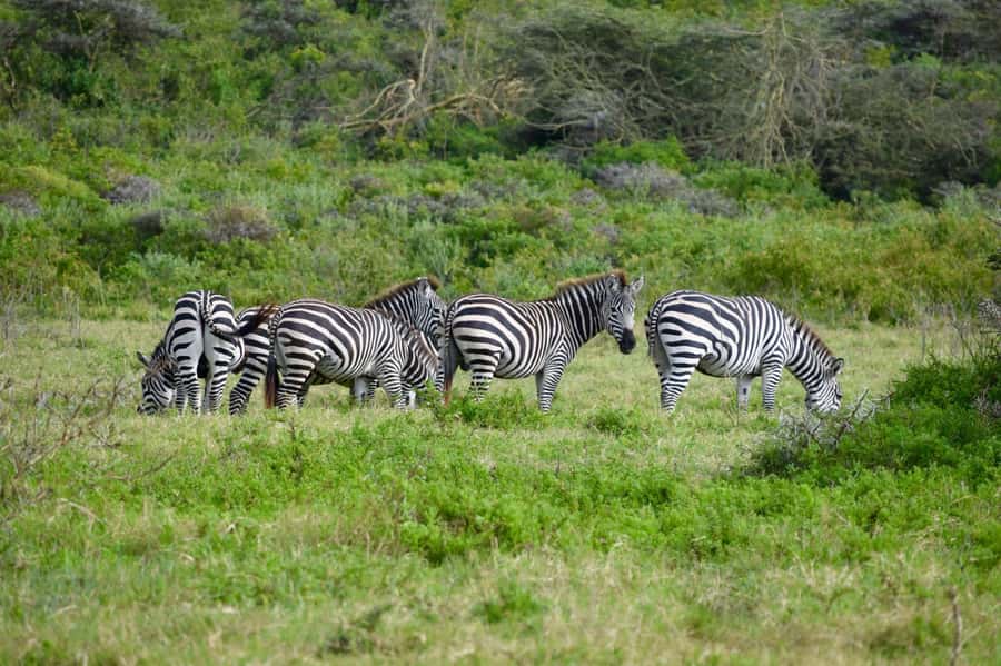 Arusha National Park: Walking Safari and Game Drive - Key points before you book
