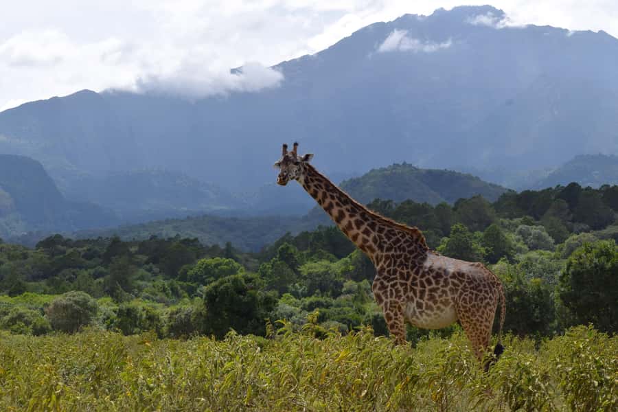 Arusha National Park: Walking Safari and Game Drive - Choosing between the three-hour walk and Mt. Meru’s base camp