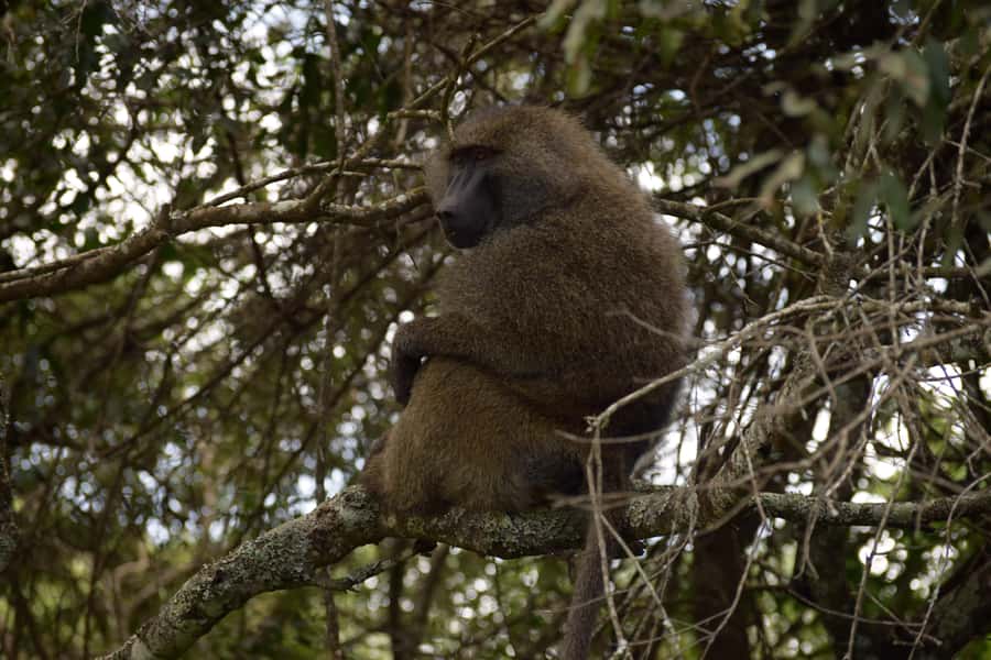 Arusha National Park: Walking Safari and Game Drive - The Fig Tree Arch and why the vehicle choice matters