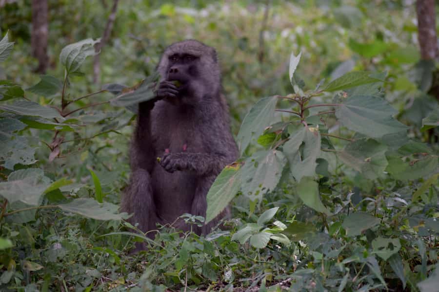 Arusha National Park: Walking Safari and Game Drive - Waterfalls, forest, and the value of walking with a ranger