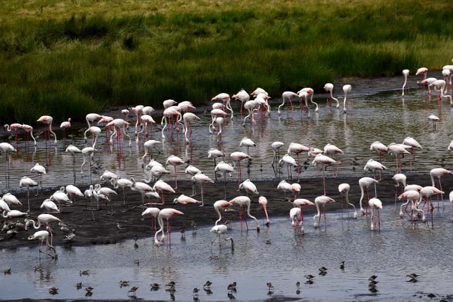 Arusha National Park: Walking Safari and Game Drive - Is $270 a fair price for the full day?