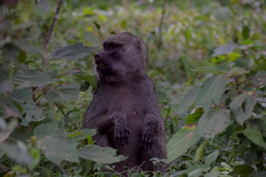 Arusha National Park: Walking Safari and Game Drive - Who should choose the shorter hike?