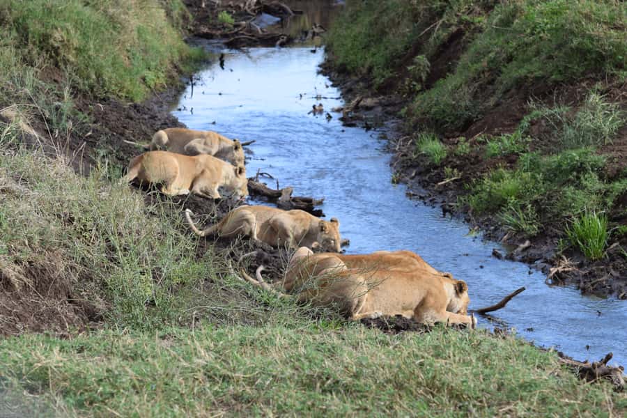 Arusha: Serengeti and Ngorongoro Multi-Day Camping Safari - Key points to know before you book