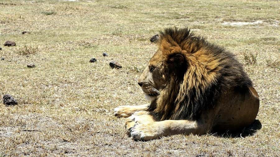 Arusha: Serengeti and Ngorongoro Multi-Day Camping Safari - Day 4: Wildlife concentrated on the Ngorongoro Crater floor
