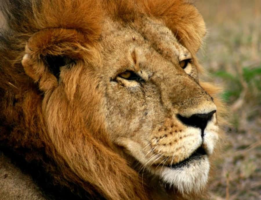 Arusha: Serengeti and Ngorongoro Multi-Day Camping Safari - Meals, water, and the small things to pack