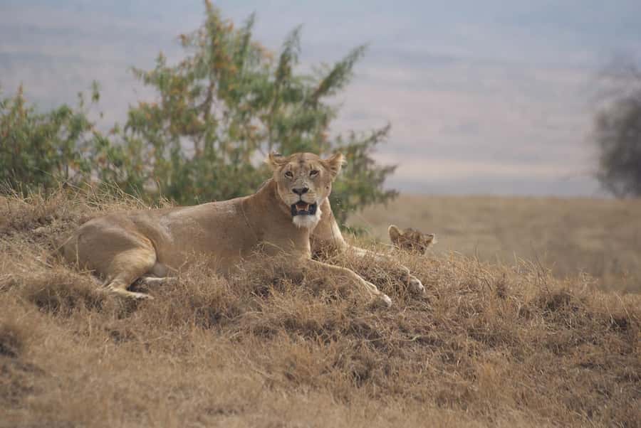 Arusha: Serengeti and Ngorongoro Multi-Day Camping Safari - Who will get the most from this safari