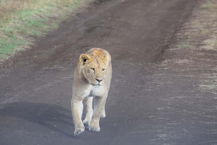 Arusha: Serengeti and Ngorongoro Multi-Day Camping Safari - Day 1: From Arusha to the Serengeti plains