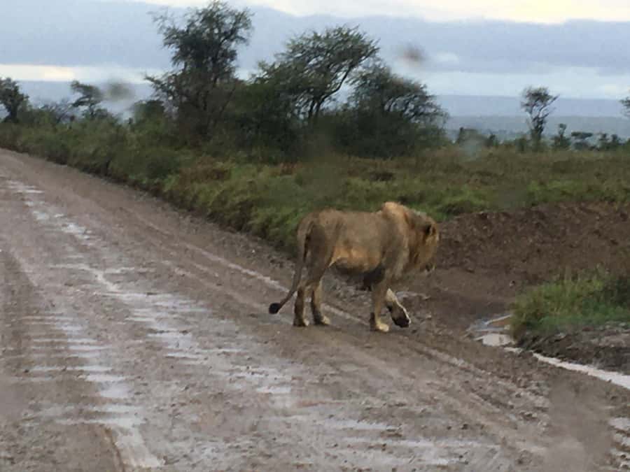 Arusha: Tarangire National Park Full-Day Wildlife Safari - Key points to know before booking