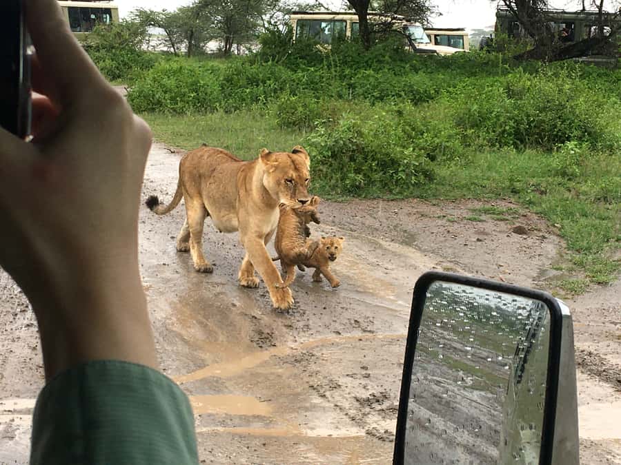Arusha: Tarangire National Park Full-Day Wildlife Safari - A full day from Arusha to Tarangire
