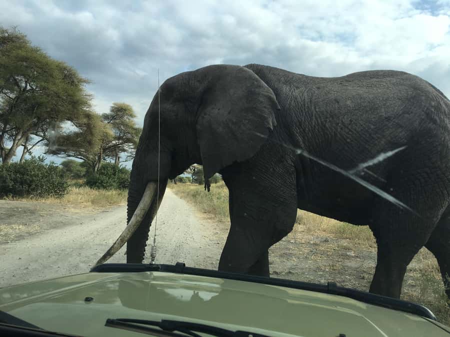 Arusha: Tarangire National Park Full-Day Wildlife Safari - Who will get the most from this safari