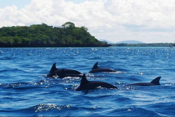 Baraka Aquarium and Dolphin Sightseeing with Sunset Cruise - How the private format affects the day