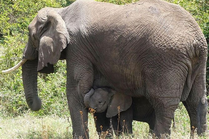 Best 3 days Tanzania shared Safari Tarangire Ngorororo Manyara - Three parks, three different views of northern Tanzania