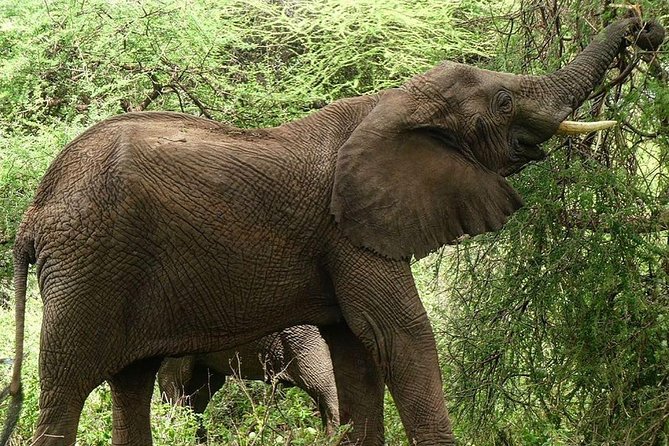 Best 3 days Tanzania shared Safari Tarangire Ngorororo Manyara - Day two: an early game drive inside Ngorongoro Crater