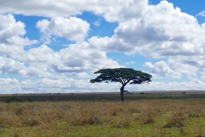 Best 3 days Tanzania shared Safari Tarangire Ngorororo Manyara - How the shared format affects the trip