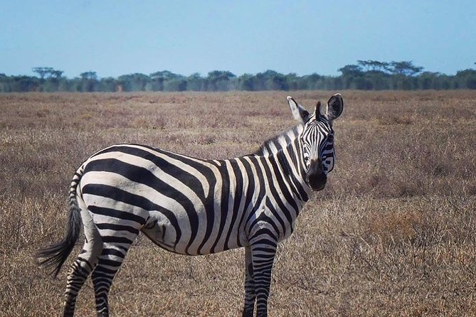 Best 3 days Tanzania shared Safari Tarangire Ngorororo Manyara - The itinerary mix-up you should prevent