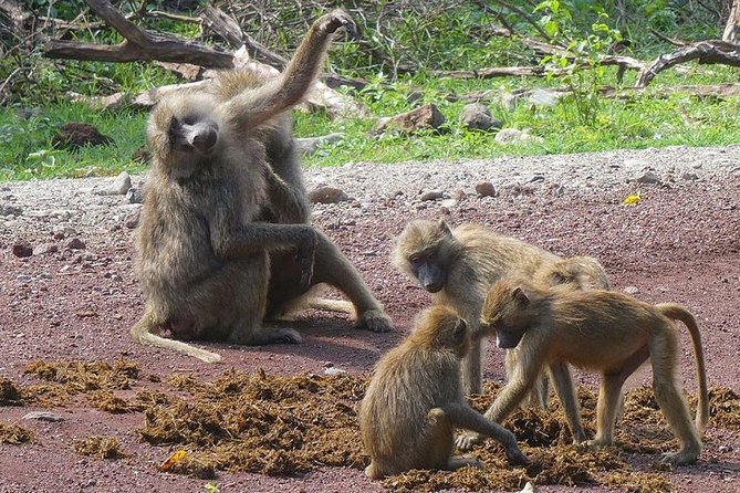 Best 3 days Tanzania shared Safari Tarangire Ngorororo Manyara - Is $1,000 good value for three days?
