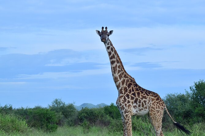Best 5 days Tanzania midrange group joining safari tour - Day 4: A full day inside Ngorongoro Crater