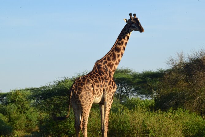 Best 5 days Tanzania midrange group joining safari tour - Lodges, meals, and the midrange trade-off