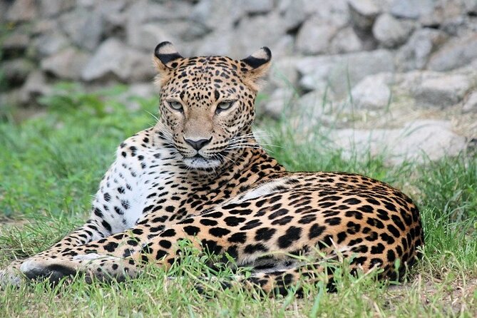 Best 5 Days Tanzania Private Luxury Safari with luxury Lodges - Day 1: Tarangire’s elephants and baobab country