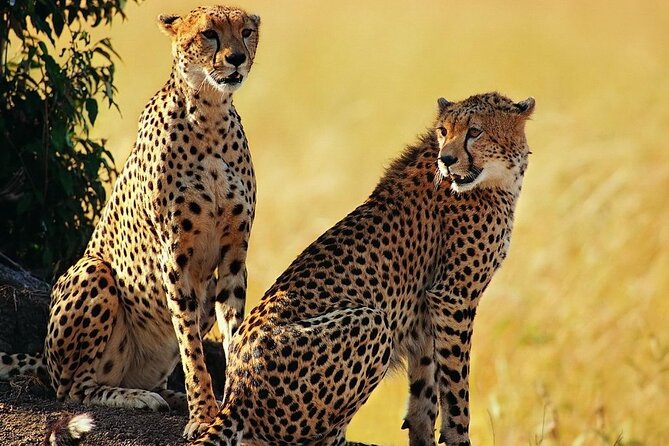 Best 5 Days Tanzania Private Luxury Safari with luxury Lodges - Day 4: Morning wildlife, then the Ngorongoro rim