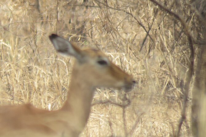 Best 5 Days Tanzania Private Luxury Safari with luxury Lodges - Day 2: Crossing toward Central Serengeti