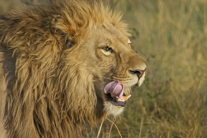 Best 7 Day 6-Night Tanzania Big Five Midrange Private Safari - Day 1: Arusha arrival and the Tarangire question