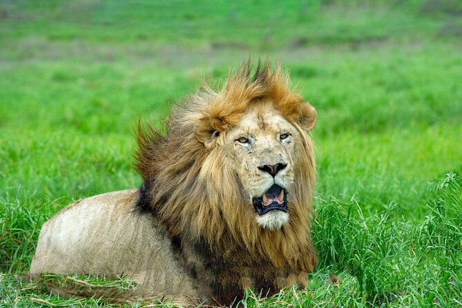 Best 7 Day 6-Night Tanzania Big Five Midrange Private Safari - Day 2: From Tarangire toward the Serengeti
