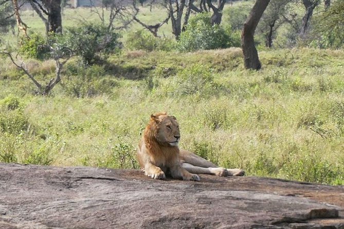 Best Ngorongoro crater Tanzania Safari 1- Day tour Experience - Four to six hours of crater wildlife viewing