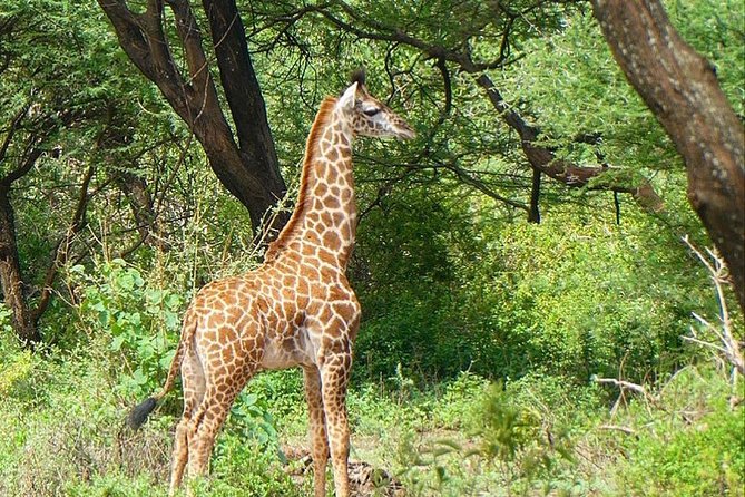 Best Ngorongoro crater Tanzania Safari 1- Day tour Experience - Lunch near the hippo pond