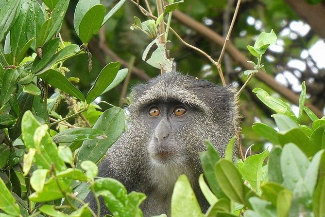 Best Ngorongoro crater Tanzania Safari 1- Day tour Experience - Who will get the most from this tour