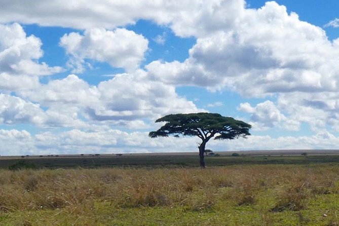 Best Ngorongoro crater Tanzania Safari 1- Day tour Experience - Booking, cancellation, and practical checks